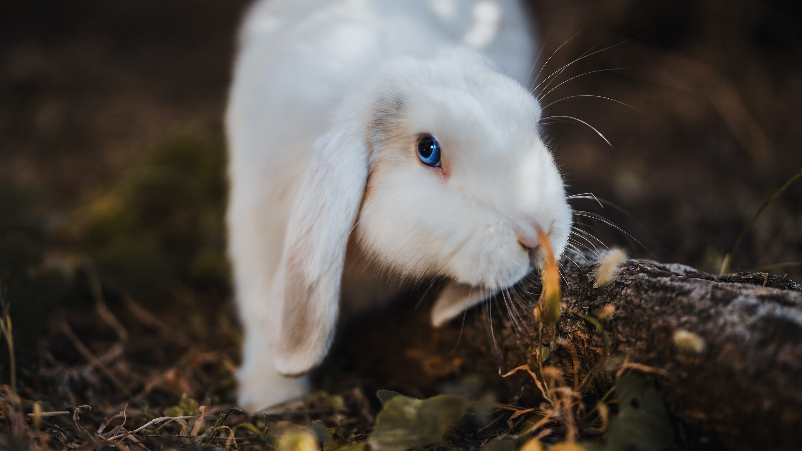 “冰封战场:北极雪道上的速度传奇”,北极冰峰