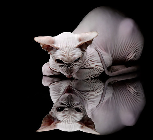 KAIYUN 中国大陆-中国五人制国家队备战亚洲杯小组赛，中国五人制足球官网